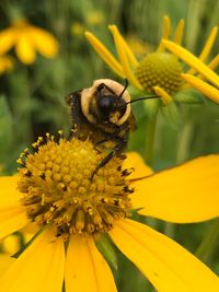 Close-up of bee pollinating on yellow flower