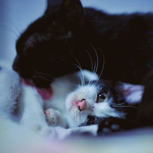 Close-up portrait of kitten