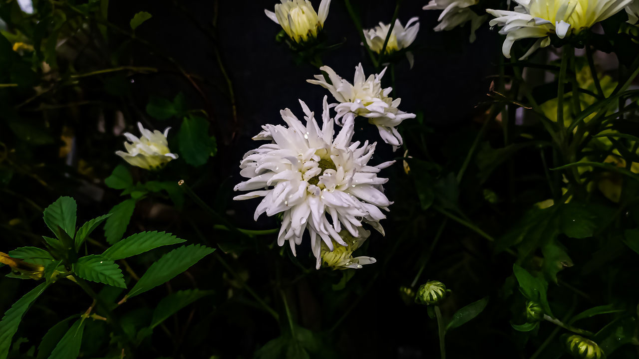 CLOSE-UP OF WHITE FLOWERS