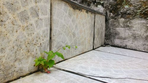 Ivy growing on wall