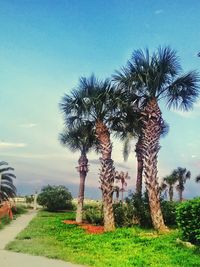 Palm trees on field against clear sky