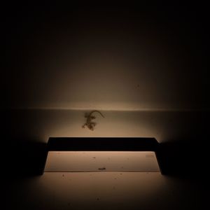 Lizard on water against sky at night