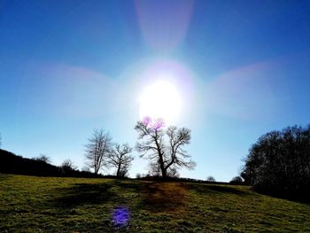 Trees on field against blue sky on sunny day
