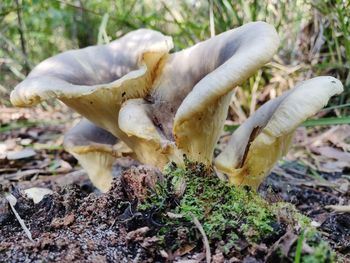 Close-up of mushroom growing on field