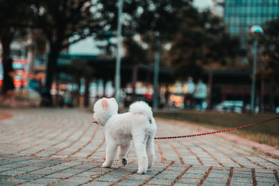 Dog standing on footpath