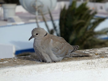 Close-up of a dove perching on retaining wall