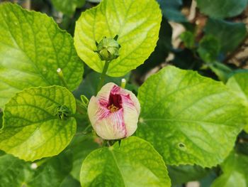 Close-up of pink flowering plant