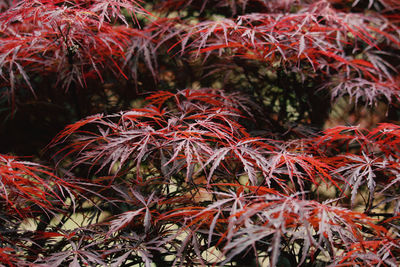 Close-up of red berries growing on tree during autumn