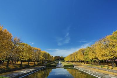 Road amidst trees against clear blue sky