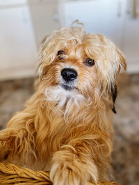 Close-up portrait of dog