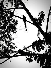 Low angle view of silhouette bird perching on tree against clear sky
