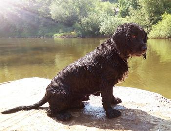 Dog sitting on tree by lake