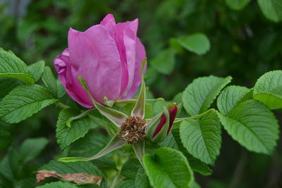 Close-up of pink flowering plant