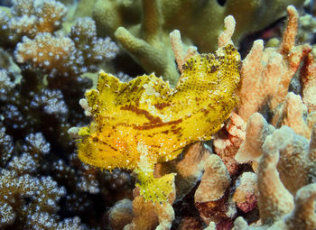 Close-up of coral in sea