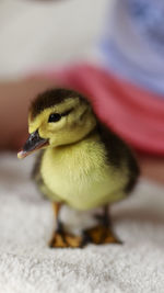 Cute small duckling looking in the camera