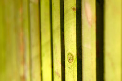 Full frame shot of bamboo