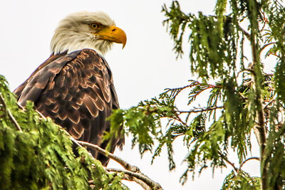 Low angle view of eagle perching on tree