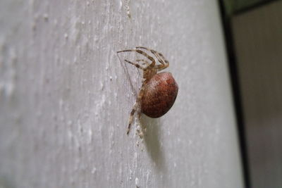 Close-up of insect