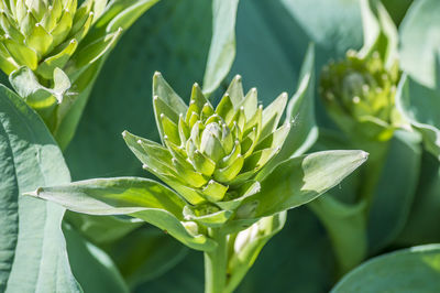 Close-up of succulent plant