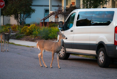 Deer standing on road