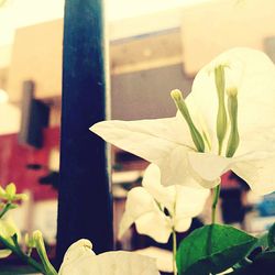 Close-up of flower blooming outdoors