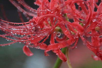 Close-up of water drops on red leaves