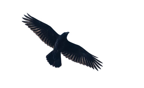 Low angle view of bird flying in sky