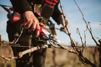 Midsection of man cutting dead plant