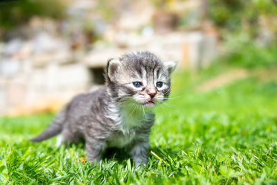 Portrait of kitten on field