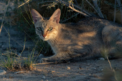 Portrait of a cat lying on field