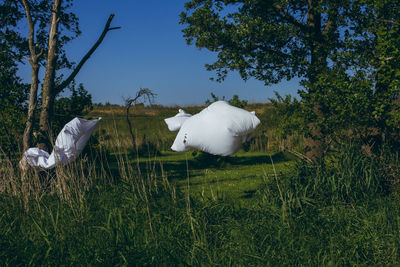 White horse in a field