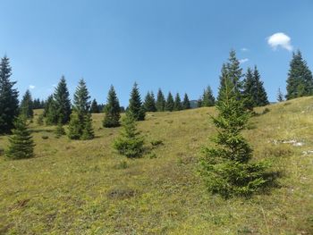 Scenic view of grassy field against blue sky