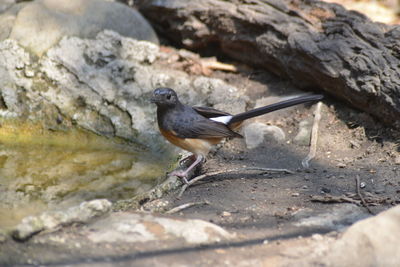 Close-up of bird perching on rock