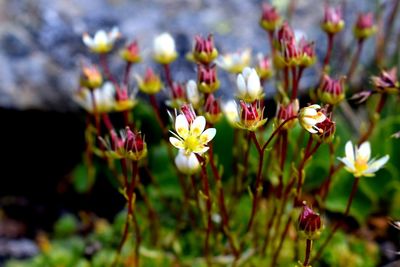 Close-up of flowering plants on field