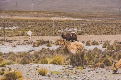 Alpaca grazing on field