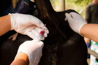 Midsection of vet injecting syringe to cow