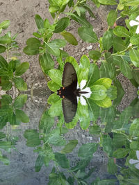 High angle view of butterfly on leaf