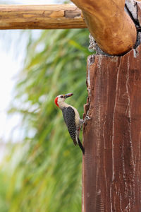 Close-up of bird perching on tree trunk