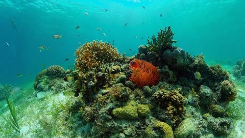 Tropical coral reef. underwater fishes and corals. philippines.