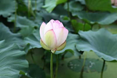 Close-up of pink lotus water lily in pond