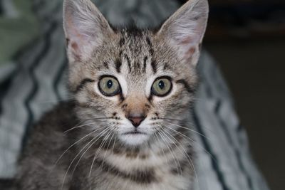 Close-up portrait of cat