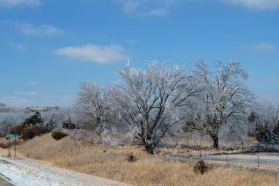 Trees against sky