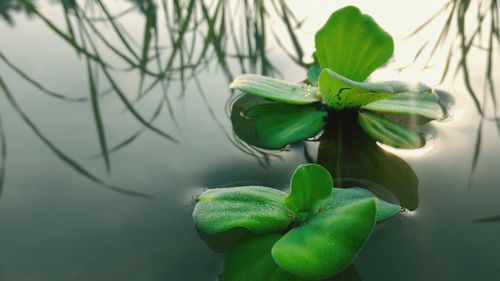 Close-up of green plant in water