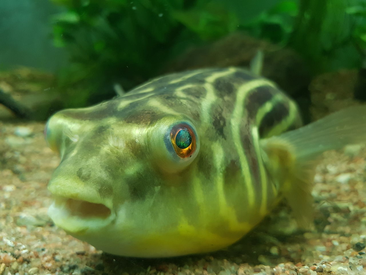 CLOSE-UP OF FISH IN SEA