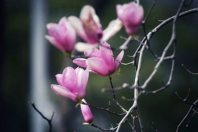 Close-up of red flowering plant