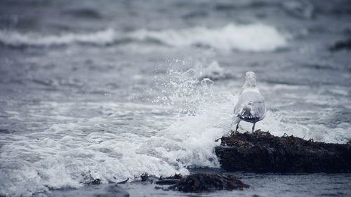 Waves splashing in sea