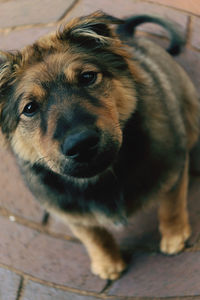 Close-up portrait of dog on floor