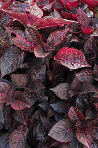 Full frame shot of leaves