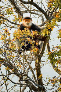 Low angle view of monkey sitting on tree
