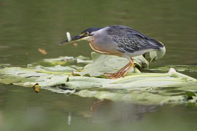 Bird perching on a lake